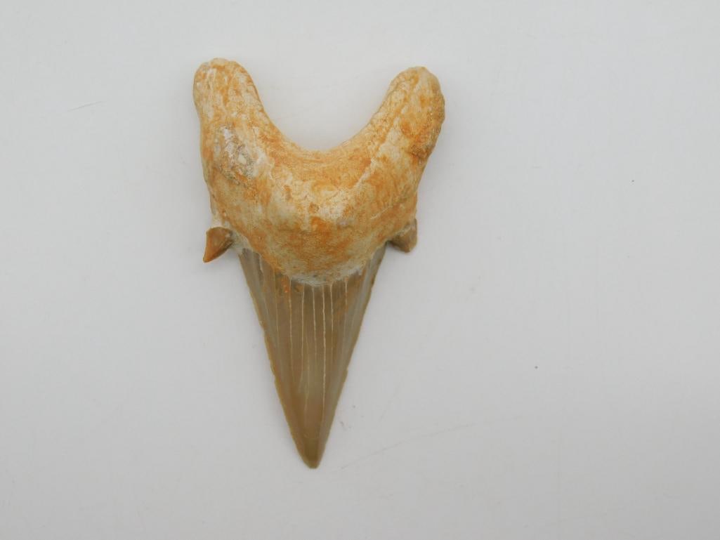 SHARK TOOTH: WELCOME TO HATMAN AUCTIONS! SPECIAL NOTICE: Please see photos for measurements and descriptions. ***Yes, we have in house shipping with MANY REPEAT CUSTOMERS because of our streamlined service. ****We