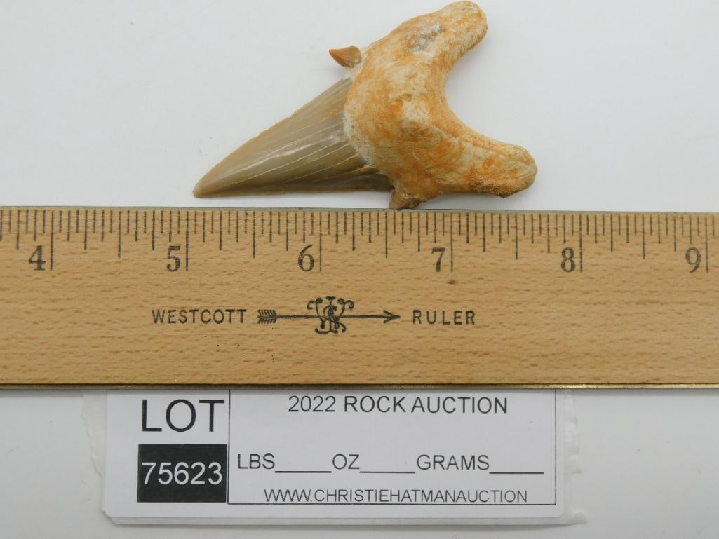SHARK TOOTH - 2