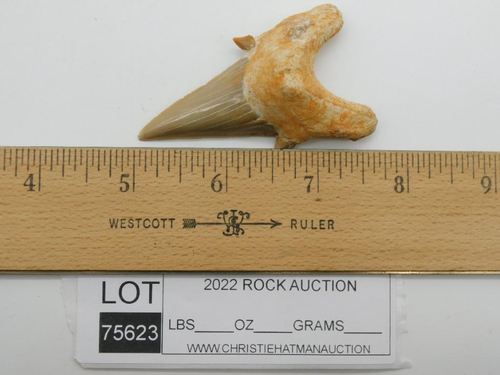 SHARK TOOTH - 3