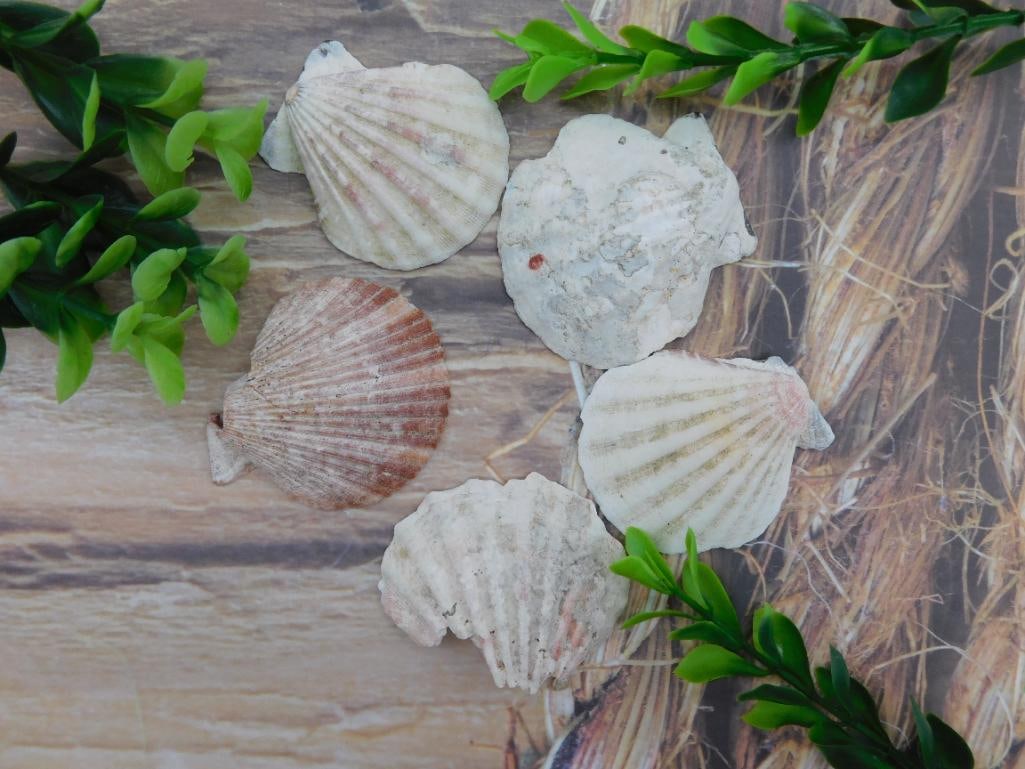 SCALLOP SHELLS ROCK STONE LAPIDARY SPECIMEN: WELCOME TO HATMAN AUCTIONS! SPECIAL NOTICE: Please see photos for measurements and descriptions. ***Yes, we have in house shipping with MANY REPEAT CUSTOMERS because of our streamlined service. ****We