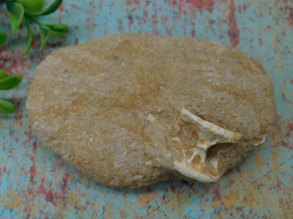 FOSSILS IN MATRIX ROCK STONE LAPIDARY SPECIMEN (1 of 3)
