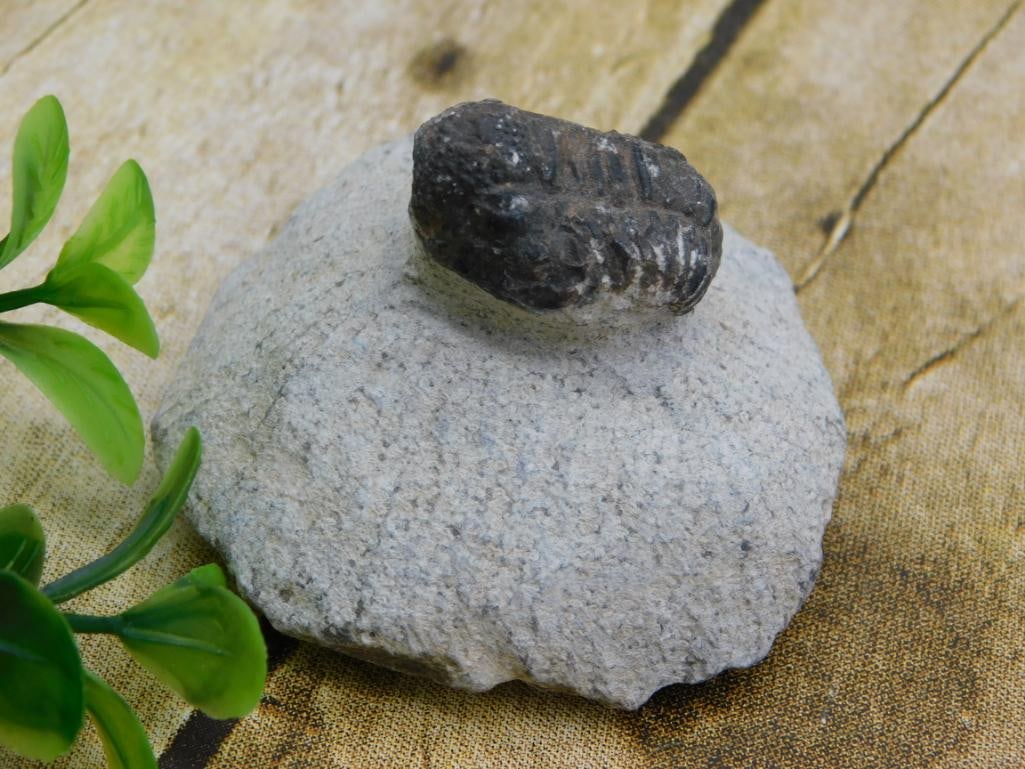 HATMANS FLOWER PETAL AGATE ROCK STONE LAPIDARY SPECIMEN: WELCOME TO HATMAN AUCTIONS! SPECIAL NOTICE: Please see photos for measurements and descriptions. ***Yes, we have in house shipping with MANY REPEAT CUSTOMERS because of our streamlined service. ****We