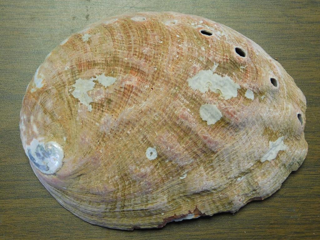 ABALONE SHELL: WELCOME TO HATMAN AUCTIONS! SPECIAL NOTICE: Please see photos for measurements and descriptions. ***Yes, we have in house shipping with MANY REPEAT CUSTOMERS because of our streamlined service. ****We