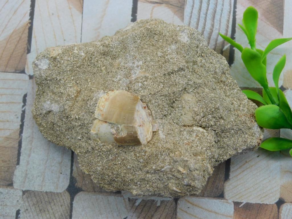 DINOSAUR TOOTH IN MATRIX ROCK STONE LAPIDARY SPECIMEN: WELCOME TO HATMAN AUCTIONS! SPECIAL NOTICE: Please see photos for measurements and descriptions. ***Yes, we have in house shipping with MANY REPEAT CUSTOMERS because of our streamlined service.