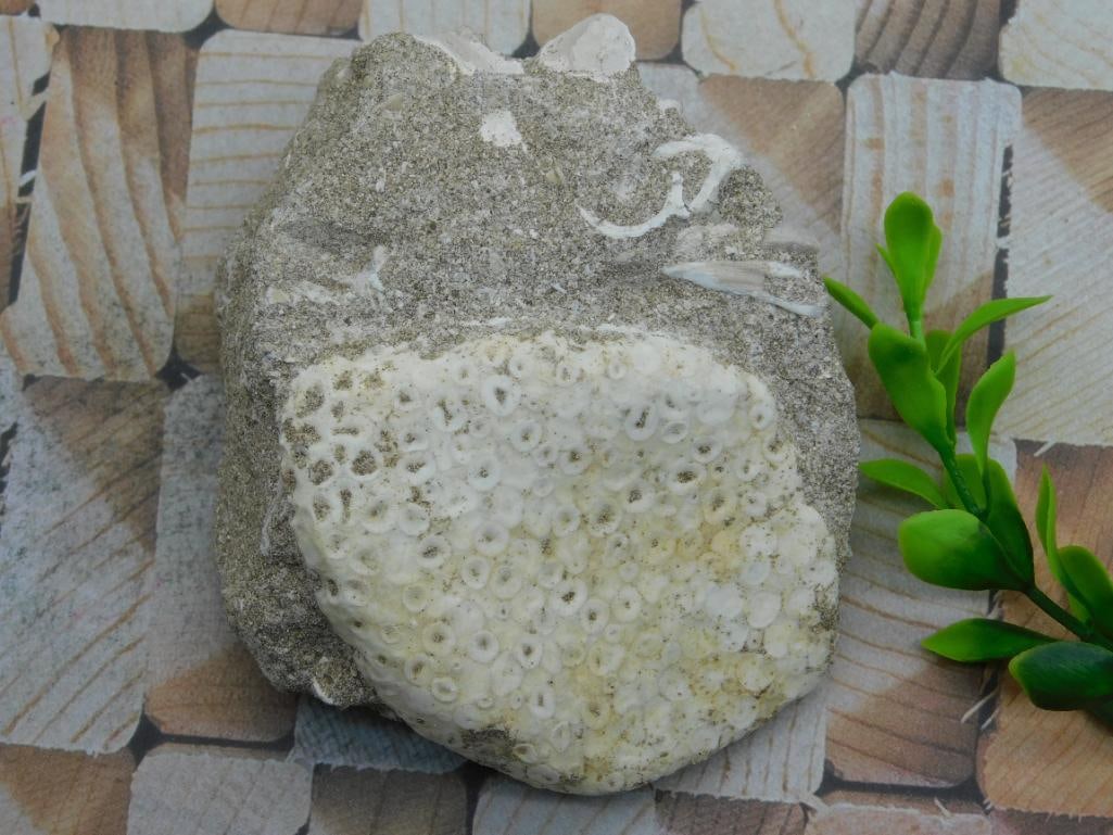 FOSSIL ROCK STONE LAPIDARY SPECIMEN: WELCOME TO HATMAN AUCTIONS! SPECIAL NOTICE: Please see photos for measurements and descriptions. ***Yes, we have in house shipping with MANY REPEAT CUSTOMERS because of our streamlined service. ****We