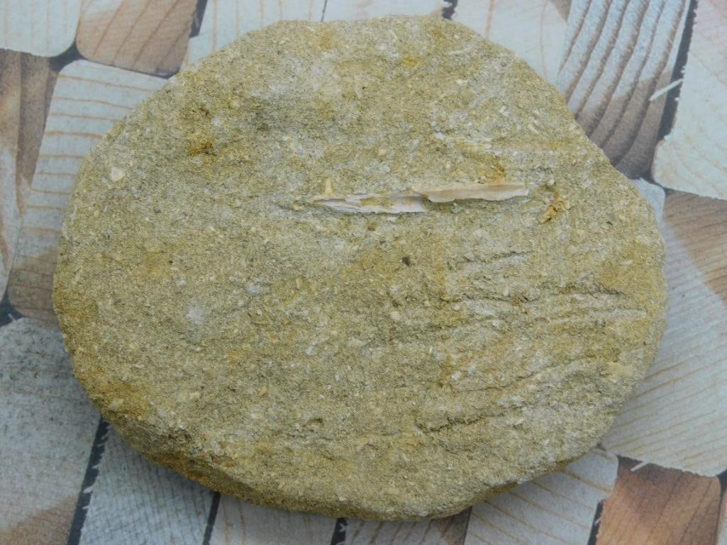 DINOSAUR BONE IN MATRIX ROCK STONE LAPIDARY SPECIMEN: WELCOME TO HATMAN AUCTIONS! SPECIAL NOTICE: Please see photos for measurements and descriptions. ***Yes, we have in house shipping with MANY REPEAT CUSTOMERS because of our streamlined service. ****We