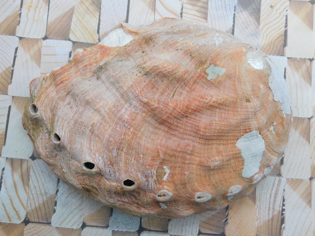 ABALONE SHELL: WELCOME TO HATMAN AUCTIONS! SPECIAL NOTICE: Please see photos for measurements and descriptions. ***Yes, we have in house shipping with MANY REPEAT CUSTOMERS because of our streamlined service.
