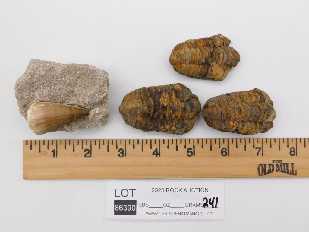 MIXED FOSSIL LOT ROCK STONE LAPIDARY SPECIMEN: WELCOME TO HATMAN AUCTIONS! SPECIAL NOTICE: Please see photos for measurements and descriptions. ***Yes, we have in house shipping with MANY REPEAT CUSTOMERS because of our streamlined service. ****We