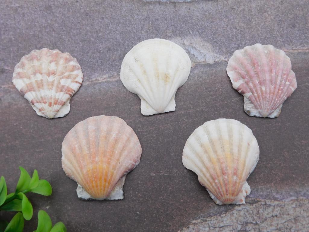 SCALLOP SHELLS: WELCOME TO HATMAN AUCTIONS! SPECIAL NOTICE: Please see photos for measurements and descriptions. ***Yes, we have in house shipping with MANY REPEAT CUSTOMERS because of our streamlined service. ****We