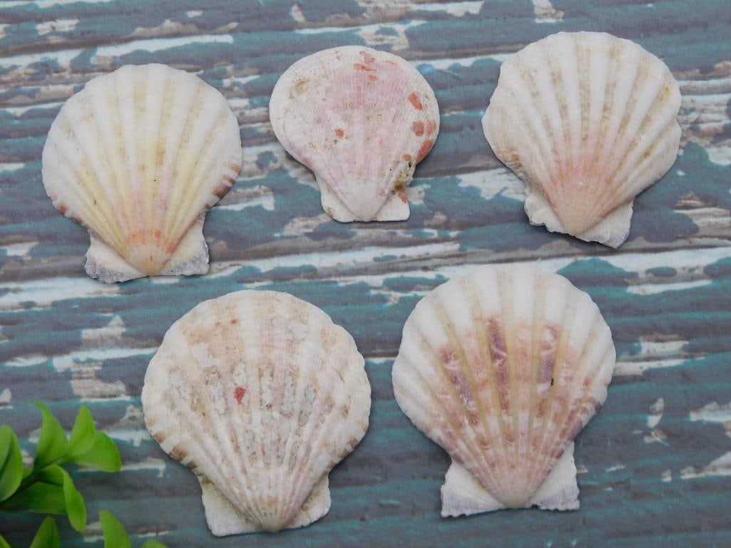 SCALLOP SHELLS: WELCOME TO HATMAN AUCTIONS! SPECIAL NOTICE: Please see photos for measurements and descriptions. ***Yes, we have in house shipping with MANY REPEAT CUSTOMERS because of our streamlined service.