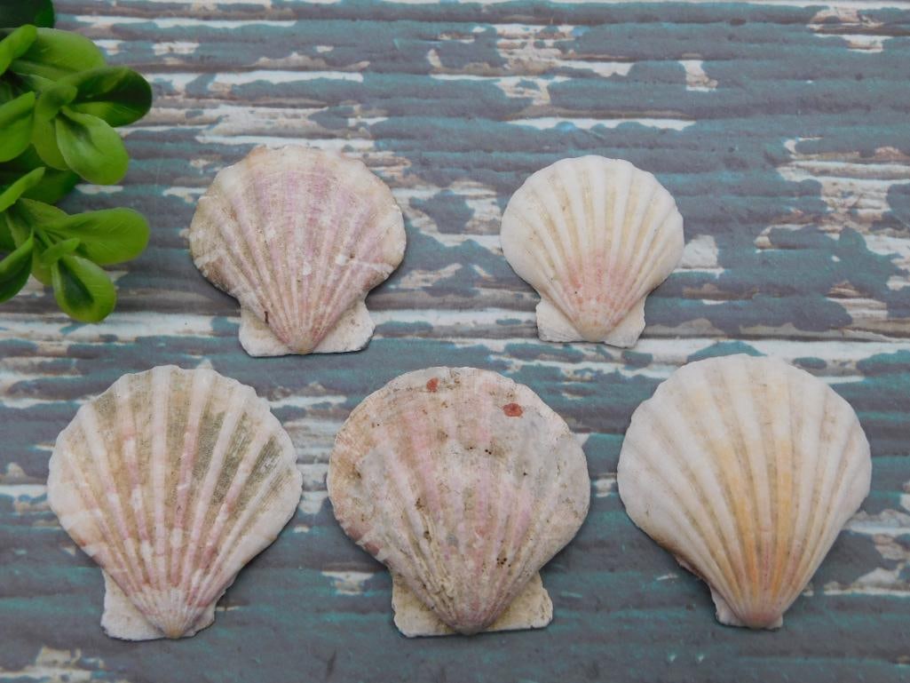 SCALLOP SHELLS: WELCOME TO HATMAN AUCTIONS! SPECIAL NOTICE: Please see photos for measurements and descriptions. ***Yes, we have in house shipping with MANY REPEAT CUSTOMERS because of our streamlined service.