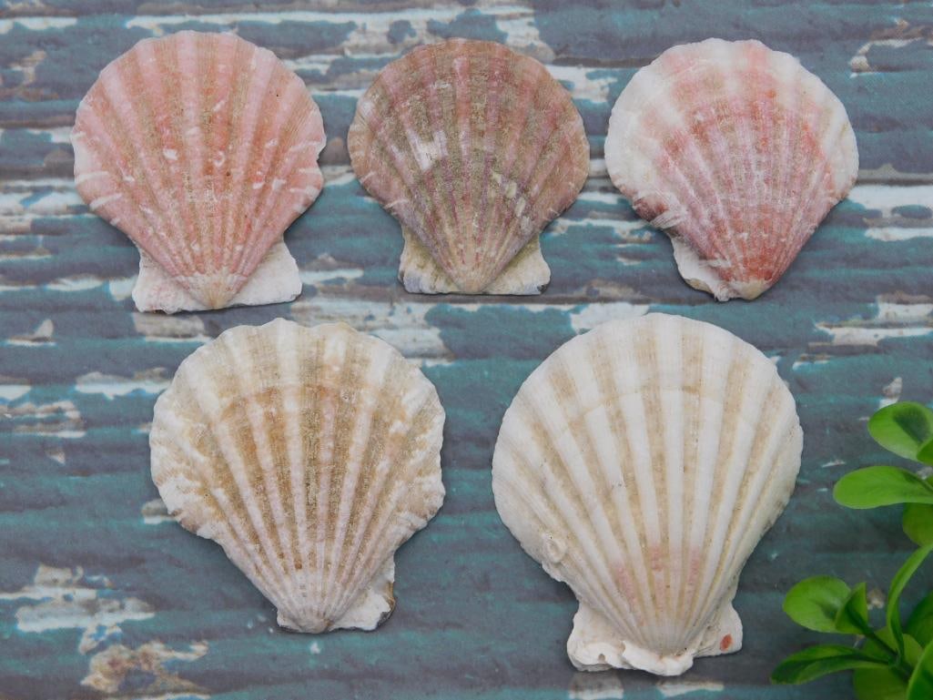 SCALLOP SHELLS: WELCOME TO HATMAN AUCTIONS! SPECIAL NOTICE: Please see photos for measurements and descriptions. ***Yes, we have in house shipping with MANY REPEAT CUSTOMERS because of our streamlined service. ****We