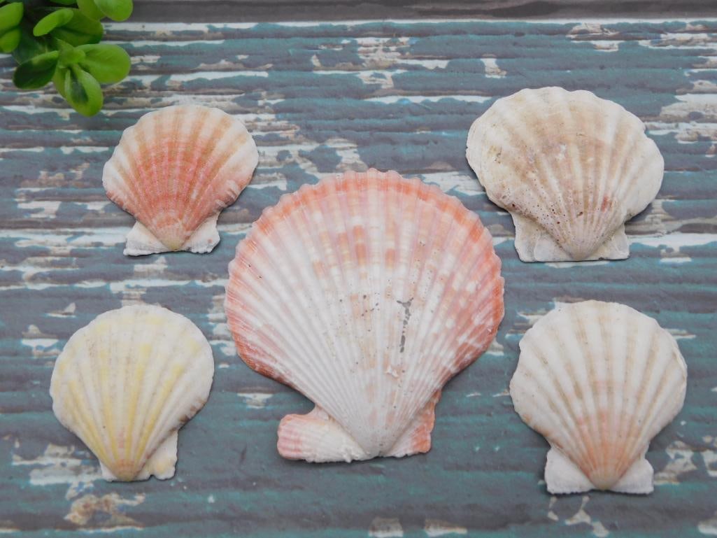 SCALLOP SHELLS: WELCOME TO HATMAN AUCTIONS! SPECIAL NOTICE: Please see photos for measurements and descriptions. ***Yes, we have in house shipping with MANY REPEAT CUSTOMERS because of our streamlined service. ****We