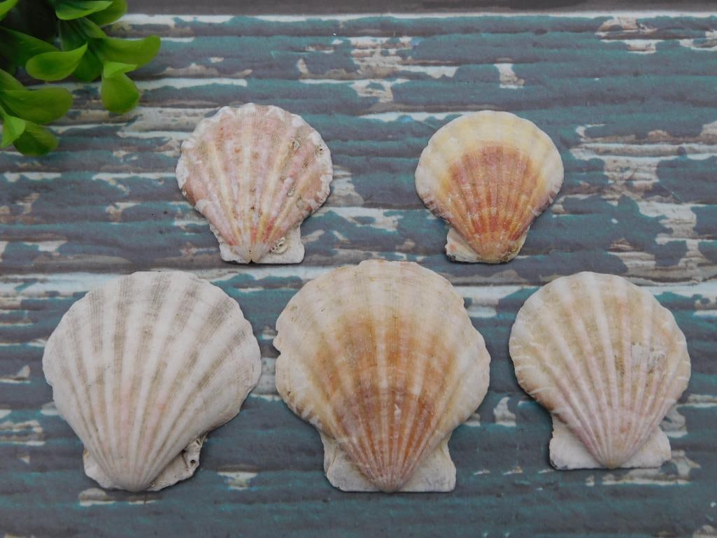 SCALLOP SHELLS: WELCOME TO HATMAN AUCTIONS! SPECIAL NOTICE: Please see photos for measurements and descriptions. ***Yes, we have in house shipping with MANY REPEAT CUSTOMERS because of our streamlined service.