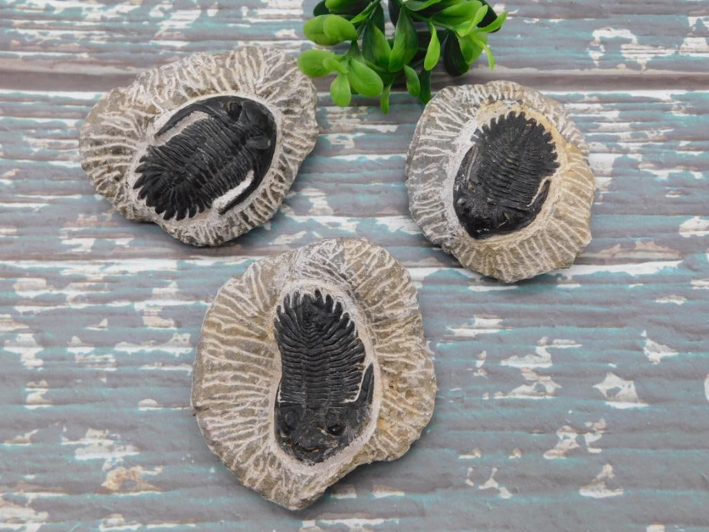 TRILOBITE FOSSILS ROCK STONE LAPIDARY SPECIMEN: WELCOME TO HATMAN AUCTIONS! SPECIAL NOTICE: Please see photos for measurements and descriptions. ***Yes, we have in house shipping with MANY REPEAT CUSTOMERS because of our streamlined service.
