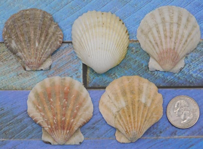 SCALLOP SHELLS: WELCOME TO HATMAN AUCTIONS! SPECIAL NOTICE: Please see photos for measurements and descriptions. ***Yes, we have in house shipping with MANY REPEAT CUSTOMERS because of our streamlined service. ****We