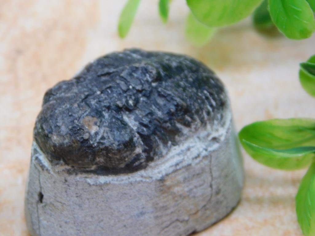 TRILOBITE FOSSIL ROCK STONE LAPIDARY SPECIMEN (1 of 2)
