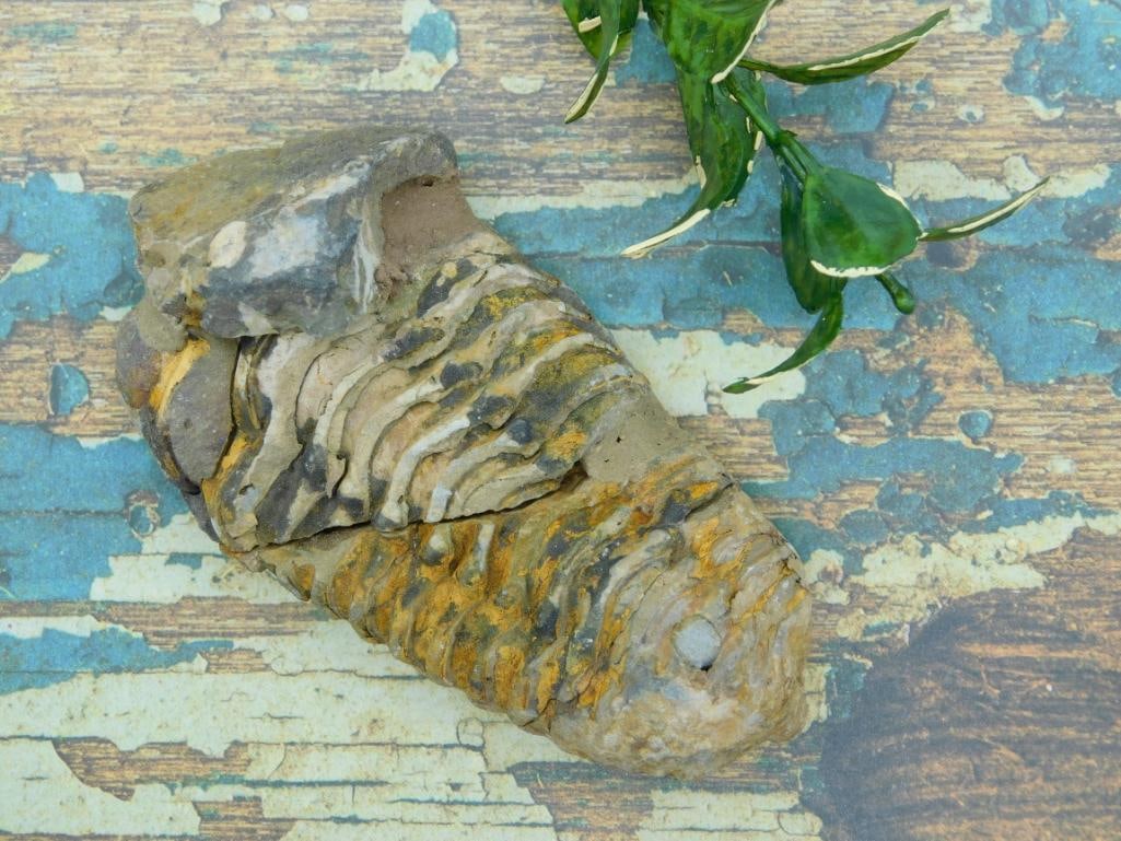 TRILOBITE FOSSIL ROCK STONE LAPIDARY SPECIMEN (1 of 2)