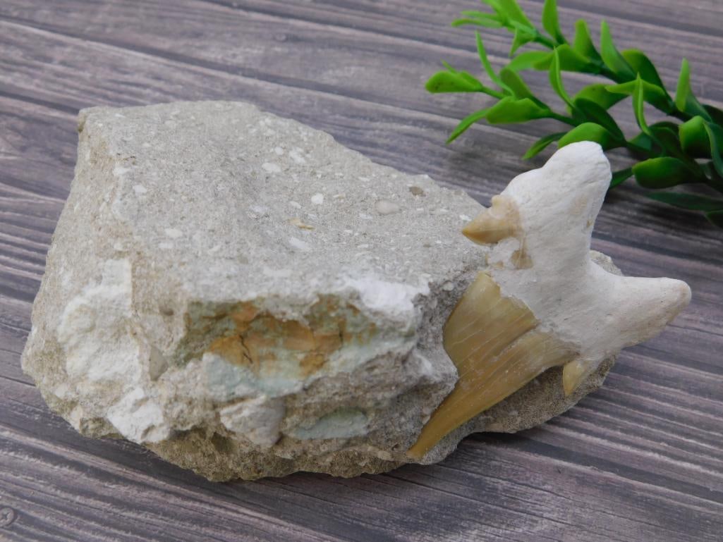 SHARK TOOTH IN MATRIX ROCK STONE LAPIDARY SPECIMEN (1 of 2)