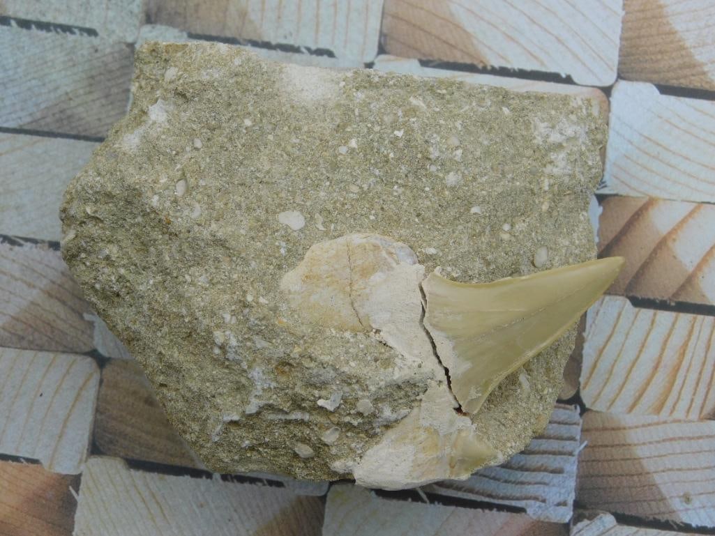 SHARK TOOTH IN MATRIX ROCK STONE LAPIDARY SPECIMEN (1 of 2)