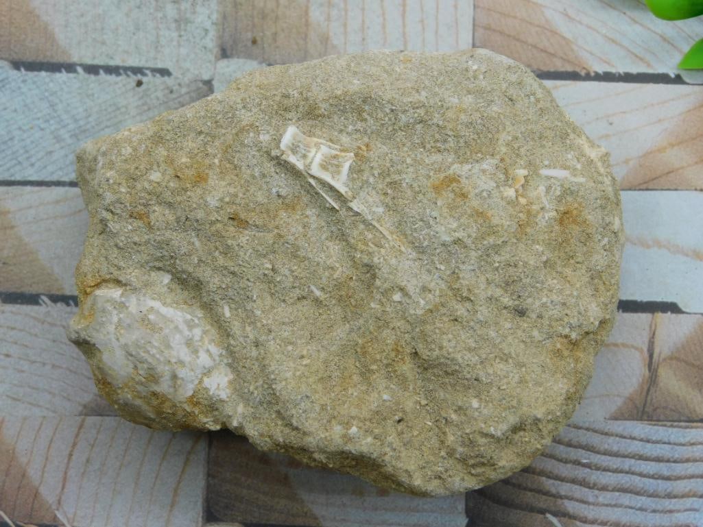 ENCHODUS FOSSIL ROCK STONE LAPIDARY SPECIMEN (1 of 4)