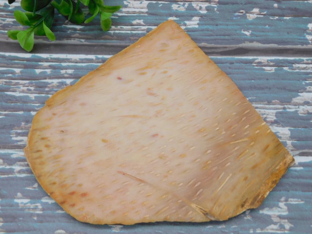PETRIFIED PALM WOOD SLAB ROCK STONE LAPIDARY SPECIMEN: WELCOME TO HATMAN AUCTIONS! SPECIAL NOTICE: Please see photos for measurements and descriptions. ***Yes, we have in house shipping with MANY REPEAT CUSTOMERS because of our streamlined service.