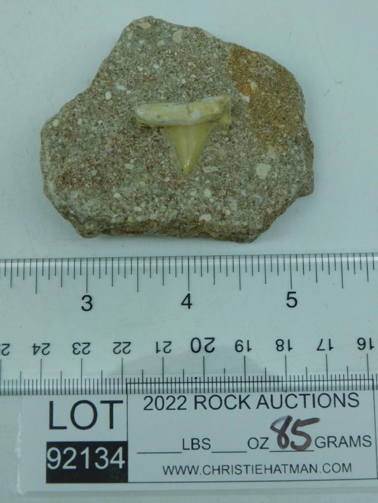SHARK TOOTH IN MATRIX - 2