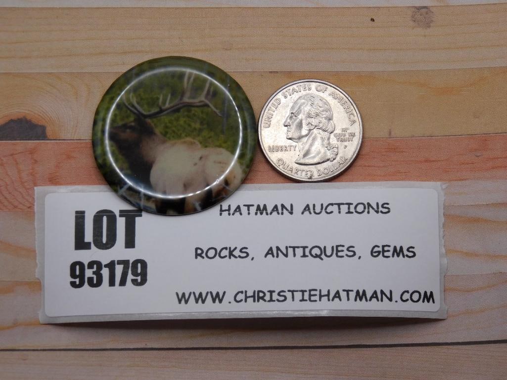 ELK CABOCHON ROCK STONE LAPIDARY SPECIMEN: ELK CABOCHON ROCK STONE LAPIDARY SPECIMEN
