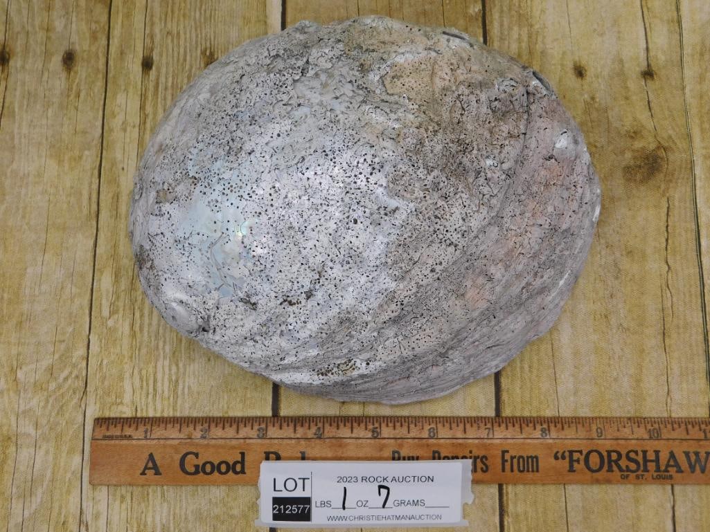 ABALONE SHELL - 3