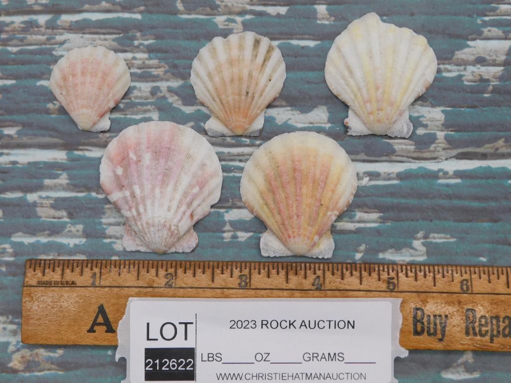 SEA SHELLS - 3