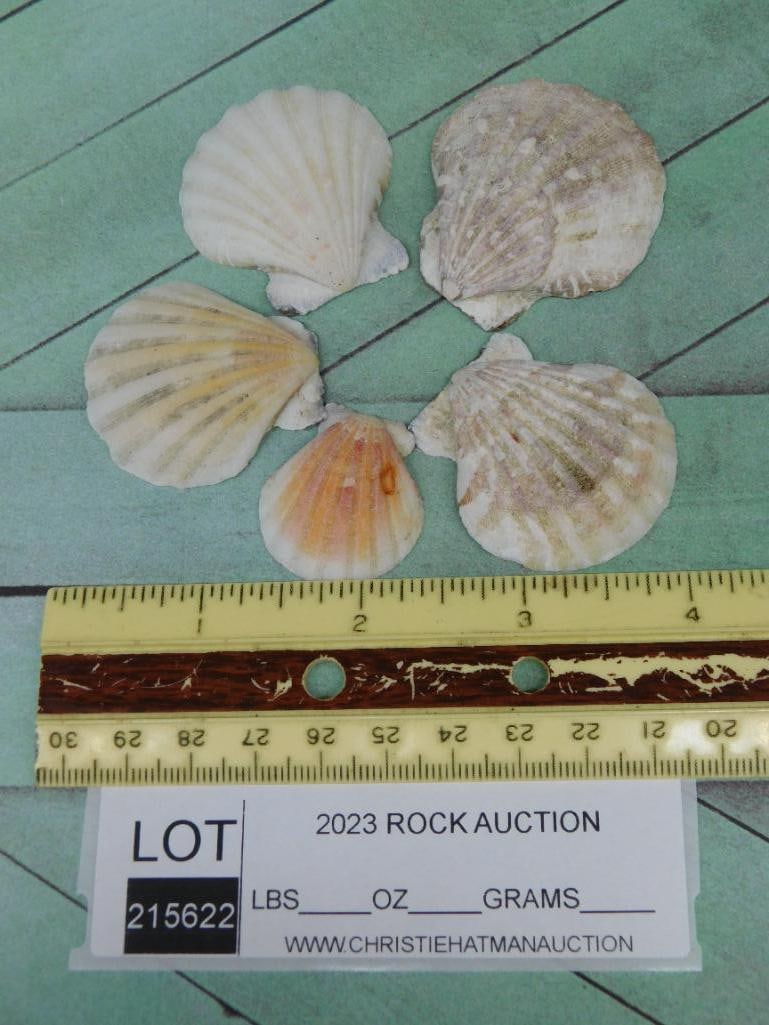 SEA SHELLS - 3
