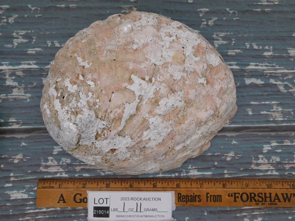 ABALONE SHELL - 3