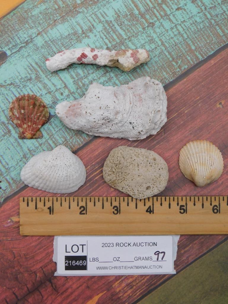 SEA SHELLS - 3