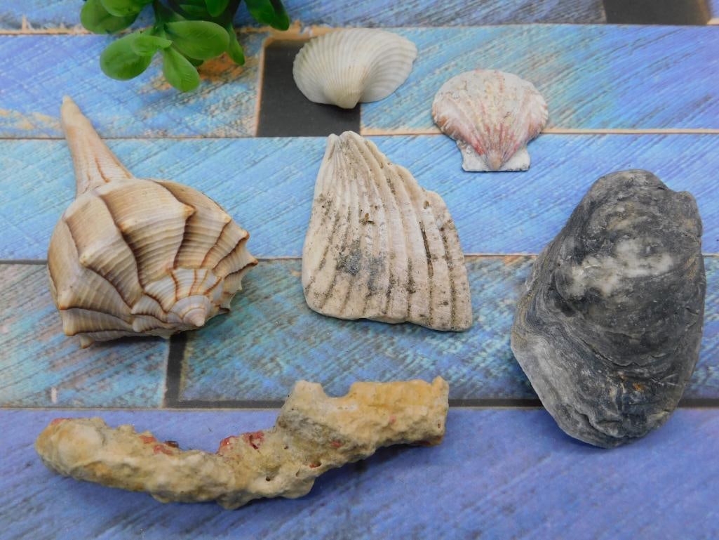 SEA SHELLS: SEA SHELLS