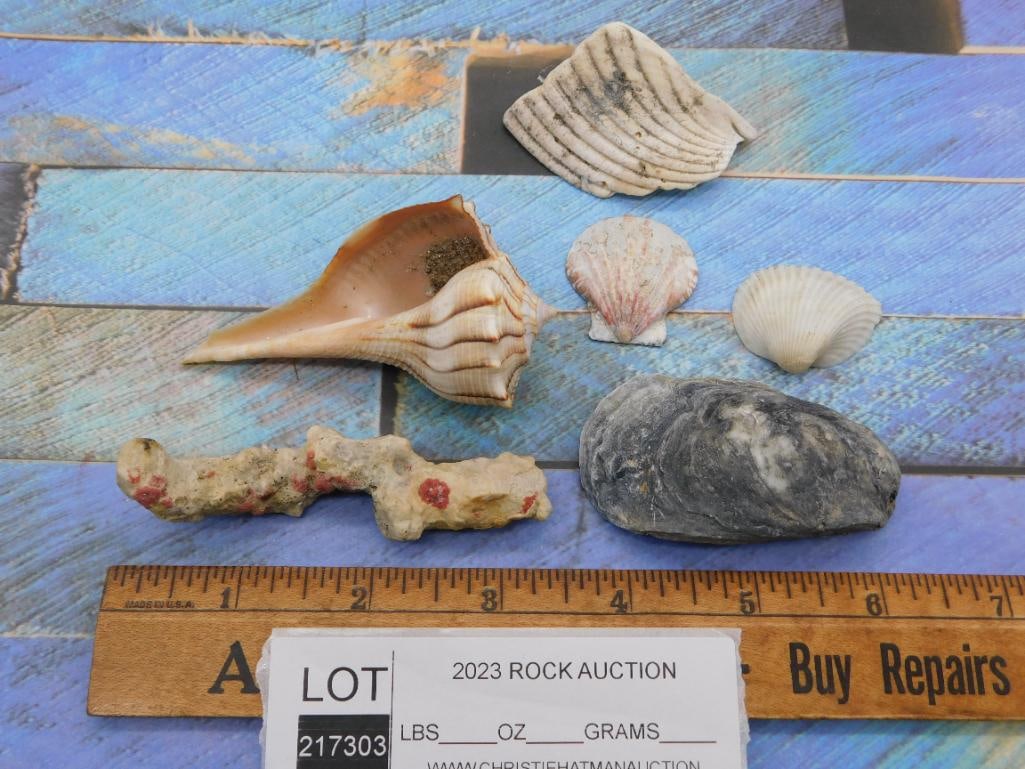 SEA SHELLS - 3