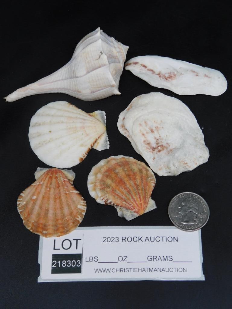 SEA SHELLS - 3