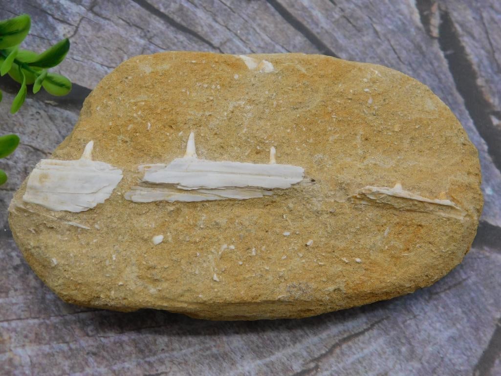 ENCHODUS FOSSIL ROCK STONE LAPIDARY SPECIMEN (1 of 2)