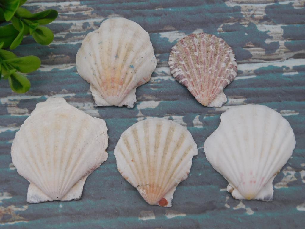 SCALLOP SHELLS: WELCOME TO HATMAN AUCTIONS! SPECIAL NOTICE: Please see photos for measurements and descriptions. ***Yes, we have in house shipping with MANY REPEAT CUSTOMERS because of our streamlined service.