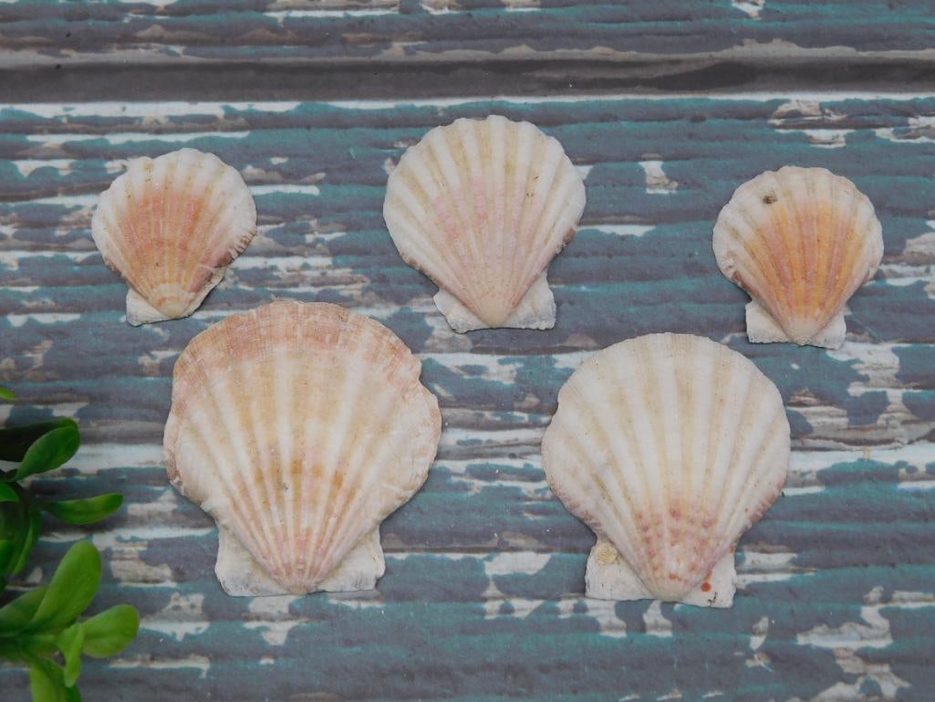 SCALLOP SHELLS: WELCOME TO HATMAN AUCTIONS! SPECIAL NOTICE: Please see photos for measurements and descriptions. ***Yes, we have in house shipping with MANY REPEAT CUSTOMERS because of our streamlined service.