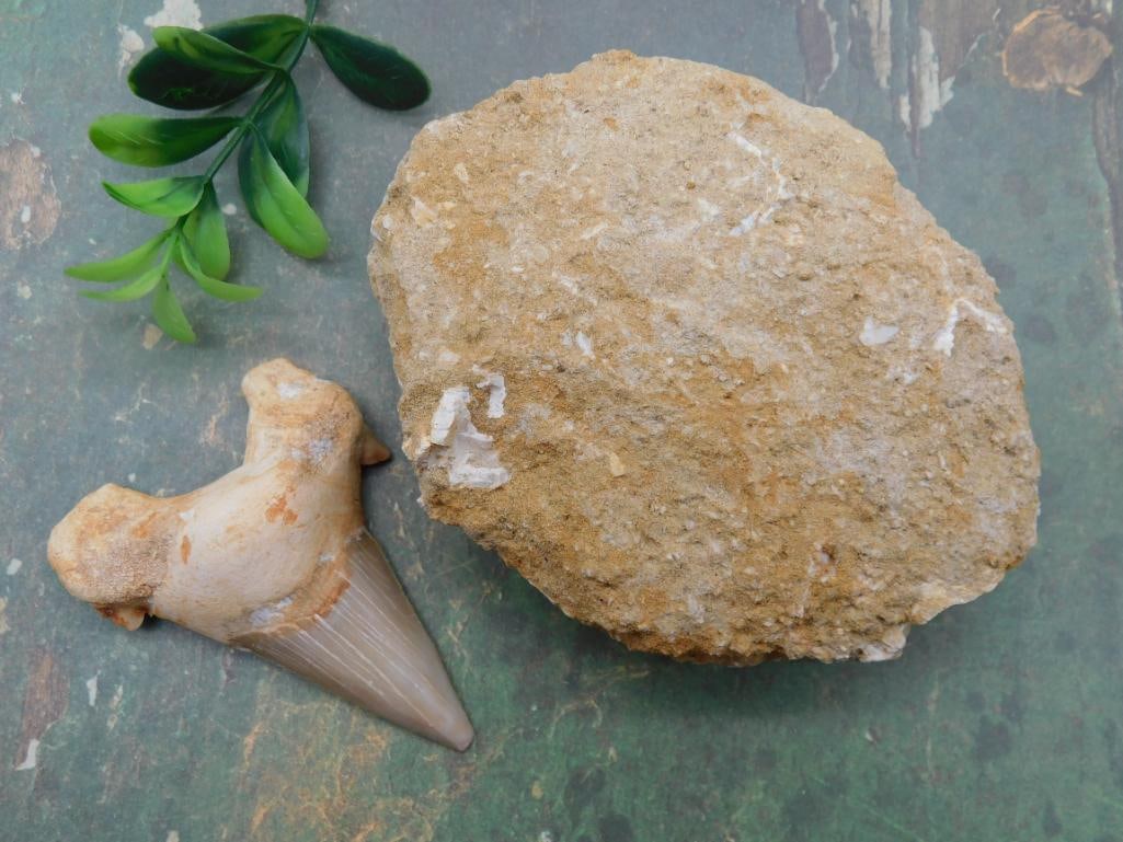 MIXED FOSSIL LOT ROCK STONE LAPIDARY SPECIMEN (1 of 2)