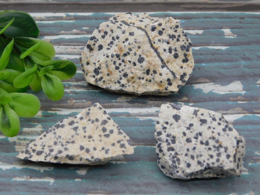 DALMATION JASPER ROCK STONE LAPIDARY SPECIMEN: DALMATION JASPER ROCK STONE LAPIDARY SPECIMEN