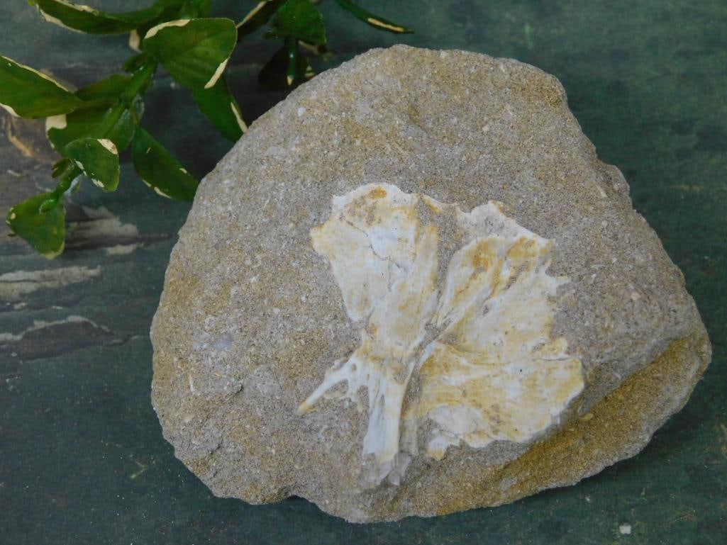 ENCHODUS FOSSIL ROCK STONE LAPIDARY SPECIMEN (1 of 2)