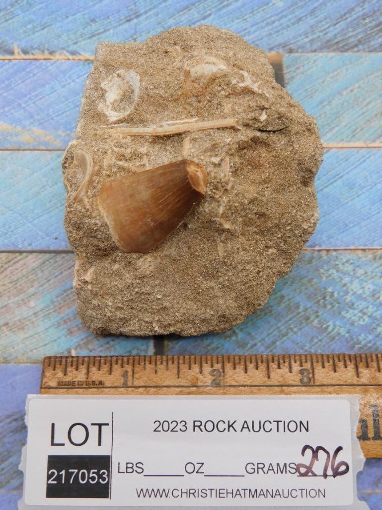 FOSSIL ROCK STONE LAPIDARY SPECIMEN - 2