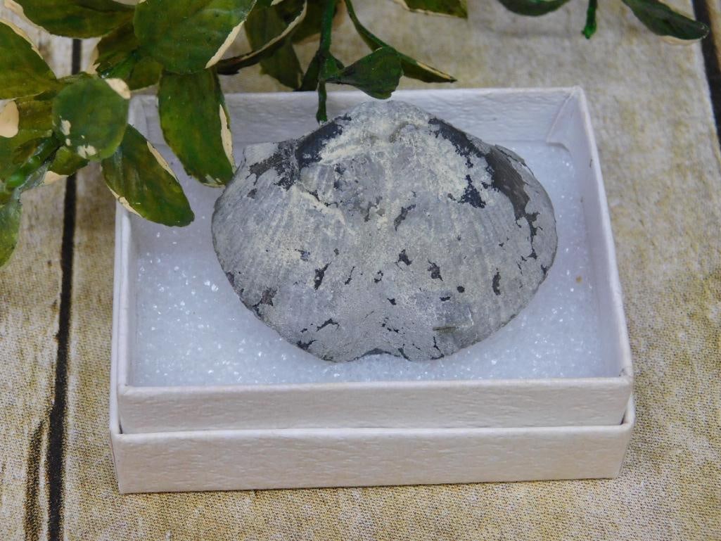 BRACHIOPOD ROCK STONE LAPIDARY SPECIMEN: BRACHIOPOD ROCK STONE LAPIDARY SPECIMEN — Part of our Discover Hidden Harbor, Crystals and Gems auction at HATMAN'S Auctions! Please see photos for measurements and condition. YES, we have in-house 