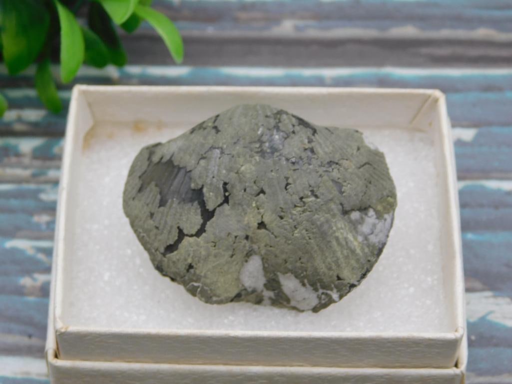 BRACHIOPOD ROCK STONE LAPIDARY SPECIMEN: BRACHIOPOD ROCK STONE LAPIDARY SPECIMEN — Part of our Discover Hidden Harbor, Crystals and Gems auction at HATMAN'S Auctions! Please see photos for measurements and condition. YES, we have in-house
