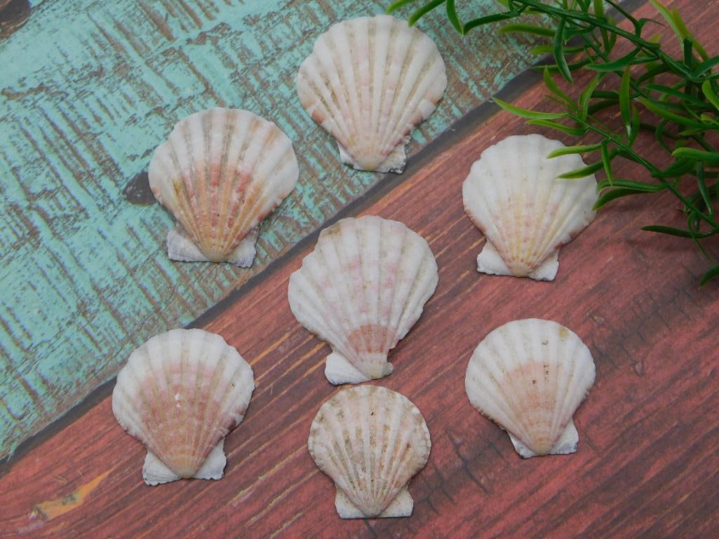 SEA SHELLS: SEA SHELLS — Part of our Discover Hidden Harbor, Crystals and Gems auction at HATMAN'S Auctions! Please see photos for measurements and condition. YES, we have in-house shipping! We have MANY