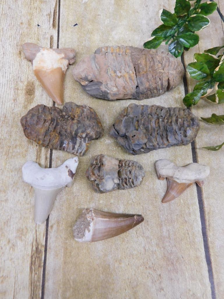 MIXED FOSSIL LOT ROCK STONE LAPIDARY SPECIMEN: MIXED FOSSIL LOT ROCK STONE LAPIDARY SPECIMEN — Part of our Discover Hidden Harbor, Crystals and Gems auction at HATMAN'S Auctions! Please see photos for measurements and condition. YES, we have in-