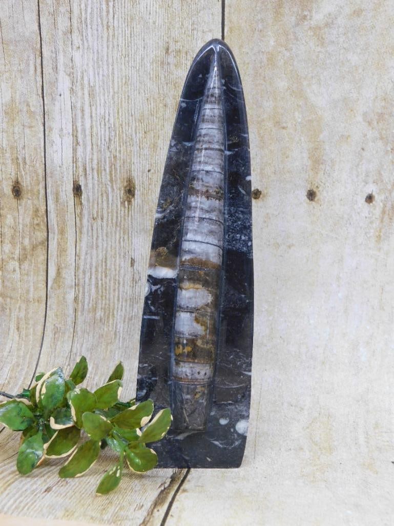 ORTHOCERAS DISPLAY ROCK STONE LAPIDARY SPECIMEN: ORTHOCERAS DISPLAY ROCK STONE LAPIDARY SPECIMEN — Part of our Discover Hidden Harbor, Crystals and Gems auction at HATMAN'S Auctions! Please see photos for measurements and condition. YES, we have