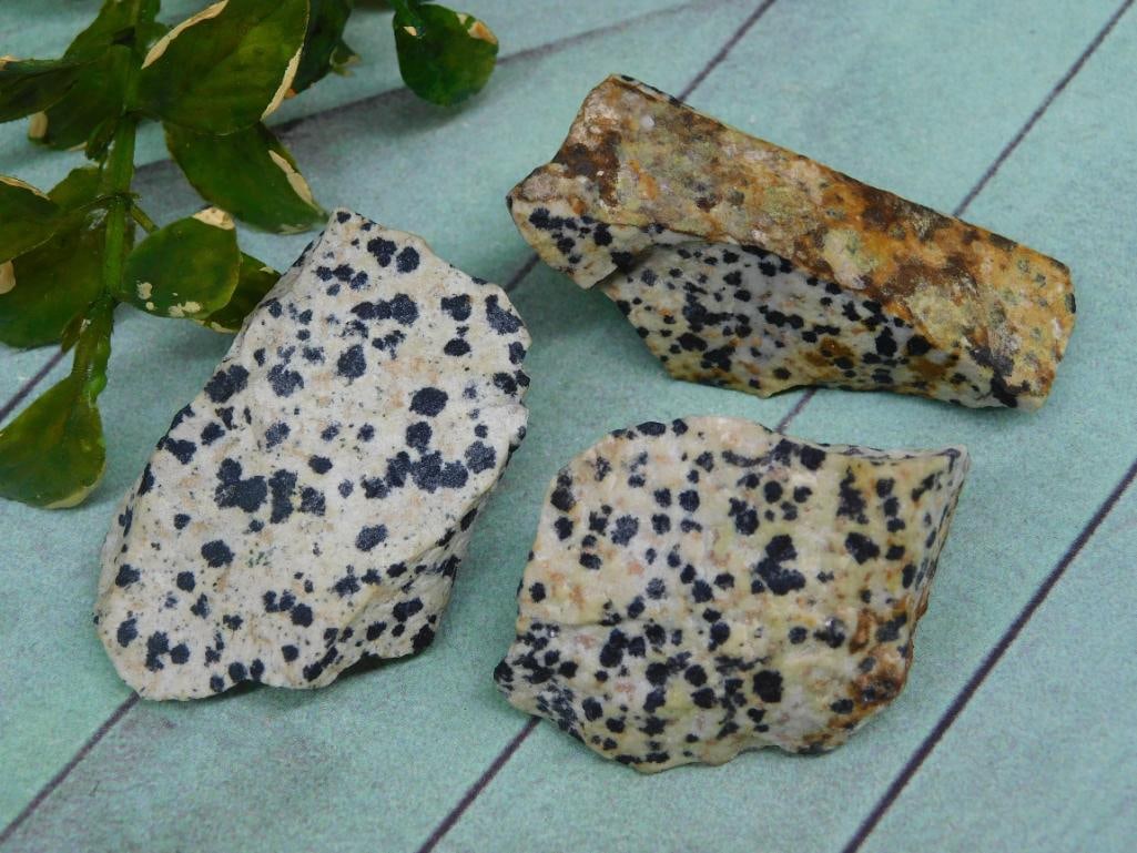 DALMATION JASPER ROCK STONE LAPIDARY SPECIMEN: DALMATION JASPER ROCK STONE LAPIDARY SPECIMEN — Part of our Discover Hidden Harbor, Crystals and Gems auction at HATMAN'S Auctions! Please see photos for measurements and condition. YES, we have