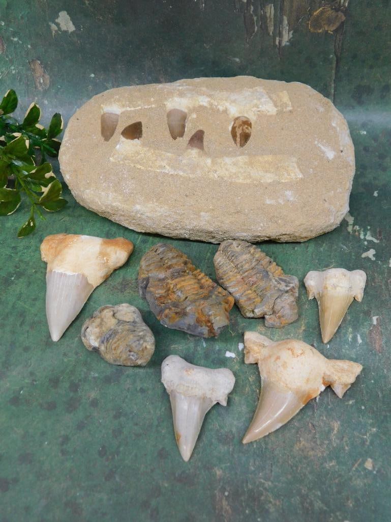 MIXED FOSSIL LOT ROCK STONE LAPIDARY SPECIMEN: MIXED FOSSIL LOT ROCK STONE LAPIDARY SPECIMEN — Part of our Discover Hidden Harbor, Crystals and Gems auction at HATMAN'S Auctions! Please see photos for measurements and condition. YES, we have in-